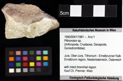 Foto (Objket + Etiketten) von Pithonoton sp. 